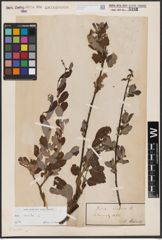 Foto von Salix aurita L.